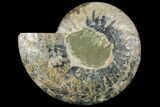 Cut Ammonite Fossil (Half) - Agatized #97754-1